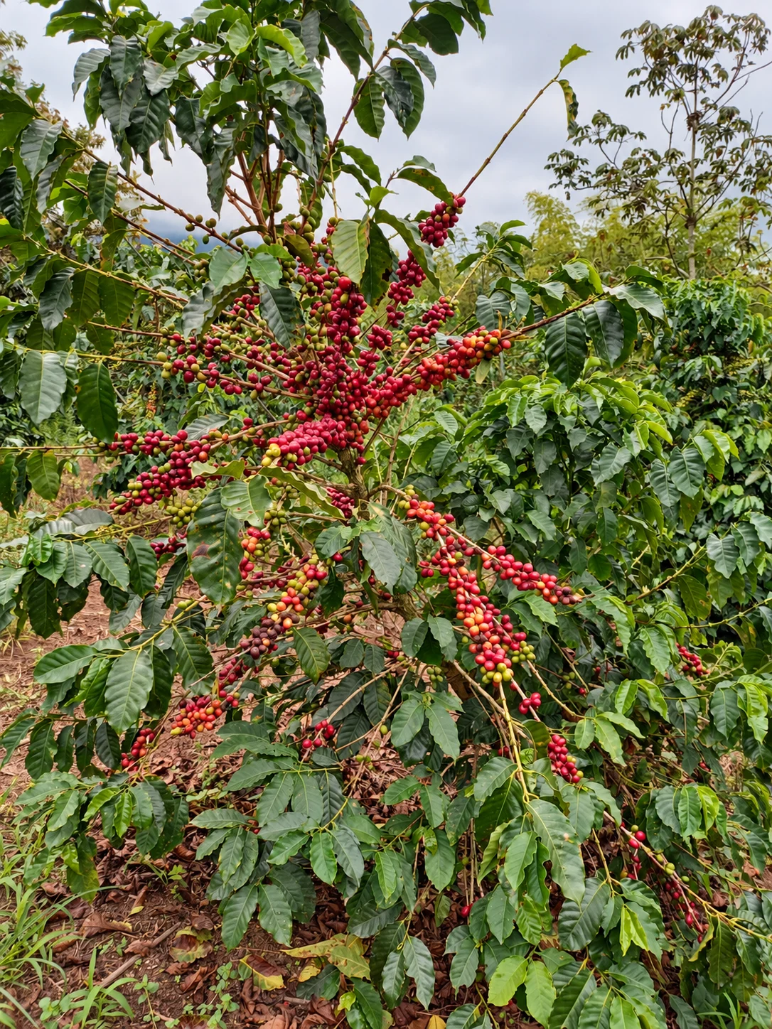 Cerezas maduras y hojas del cafetal de El Último Esfuerzo